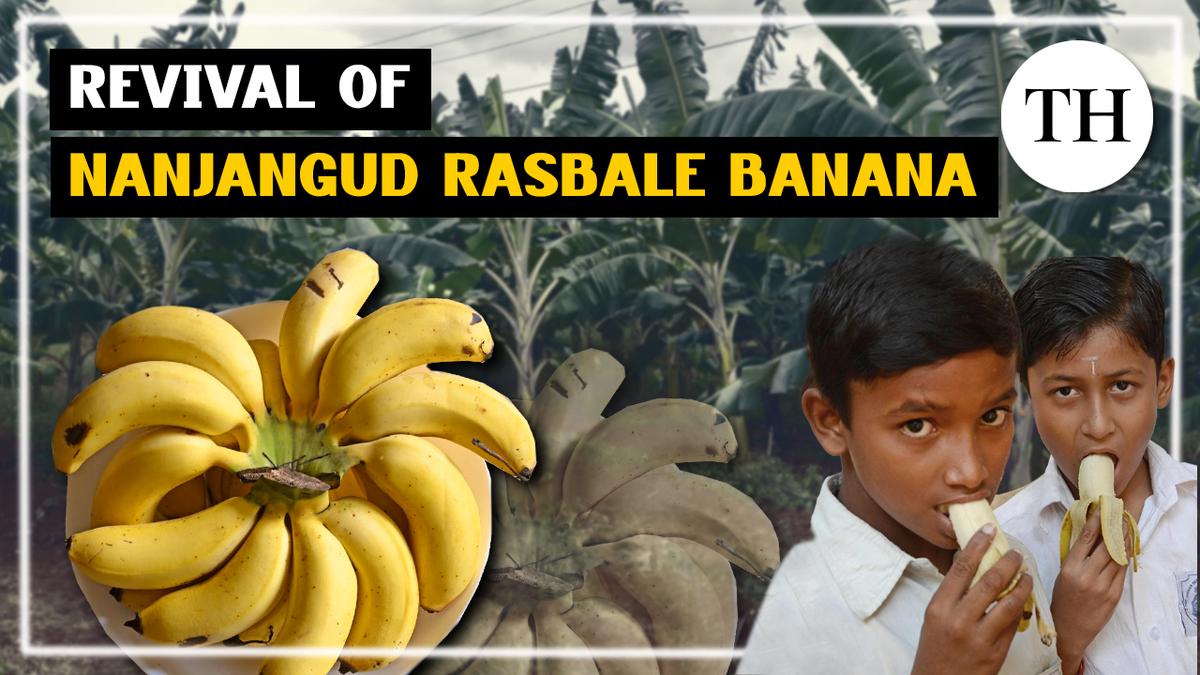 https://th-i.thgim.com/public/incoming/jh6fu/article68693884.ece/alternates/LANDSCAPE_1200/Nanjangud-banana-cultivation-video-Thumbnail.jpg