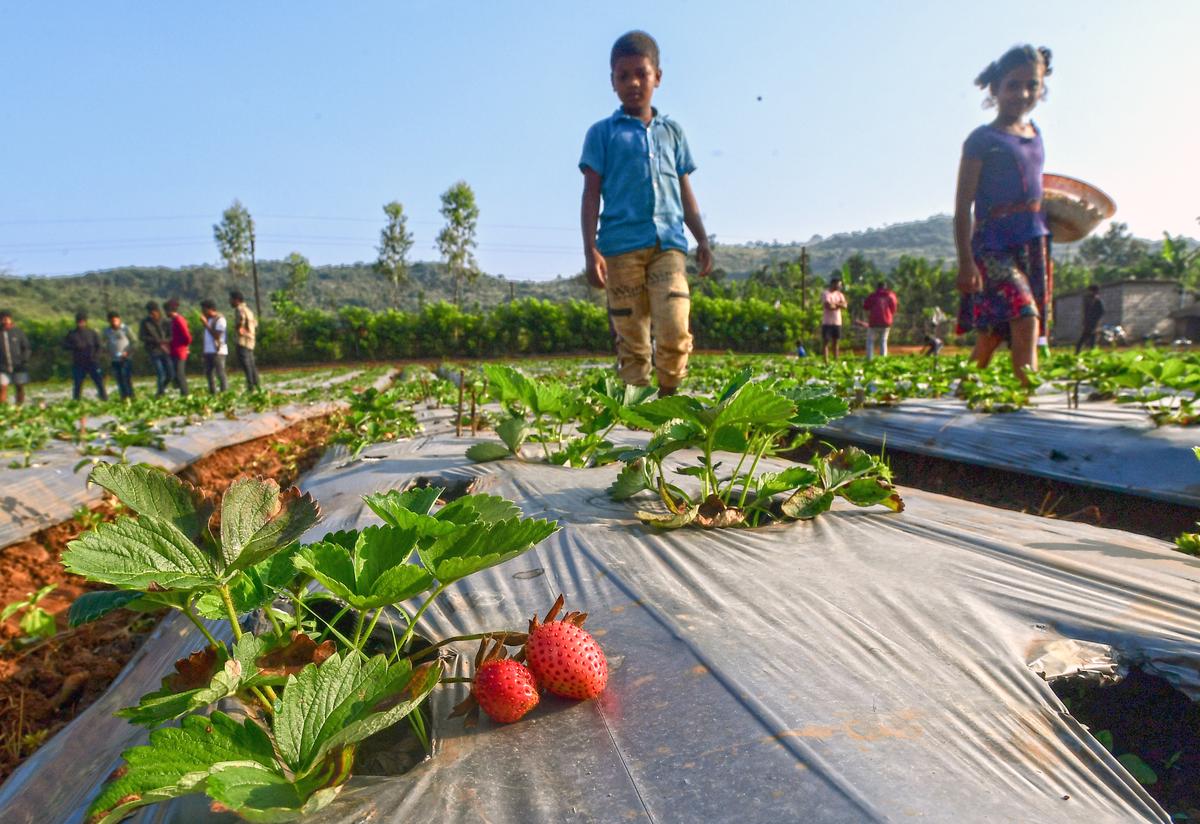 Children plucking strawberries at a farm at Lambasingi.