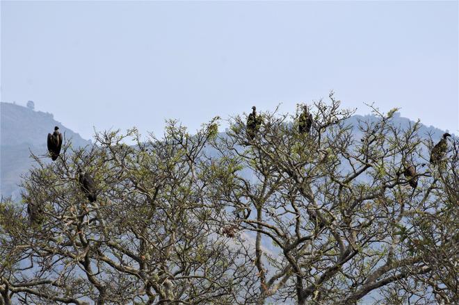 
Explained | Saving the vultures of Tamil Nadu
