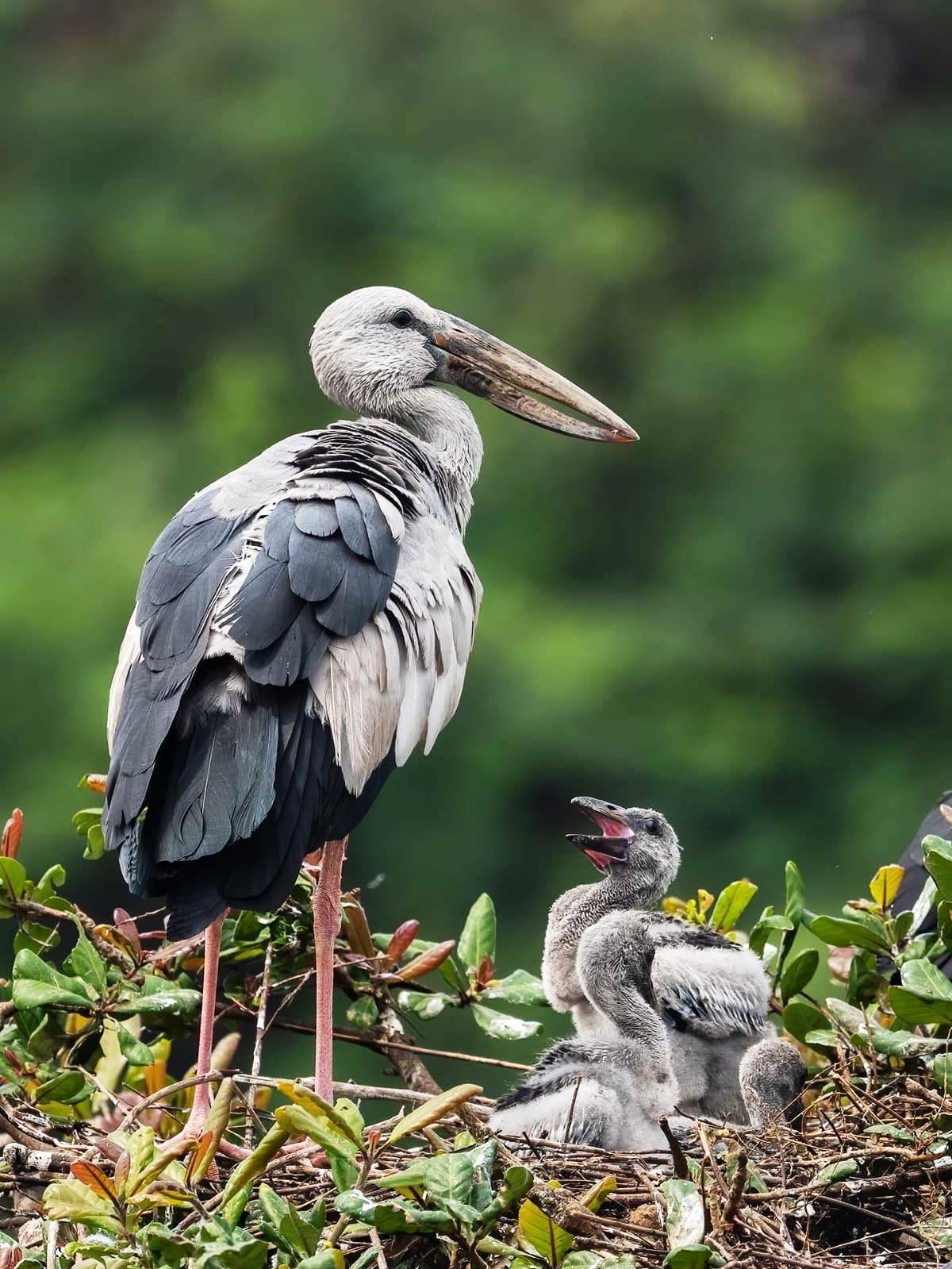 Aves migratorias posadas sobre arbustos en el Santuario de Aves Nelapattu el domingo. 