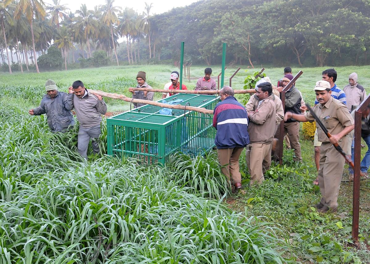 The landscape surrounding Mysuru includes agricultural fields and reserve forests where leopards come to dwell. 