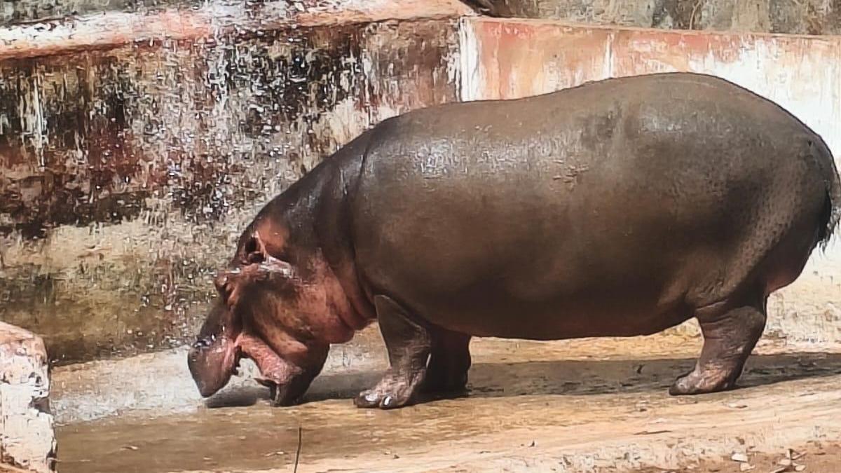 Hippo ‘Hamsini’ dies at Tyavarekoppa Tiger and Lion Safari in Shivamogga due to infection following intrauterine foetal death