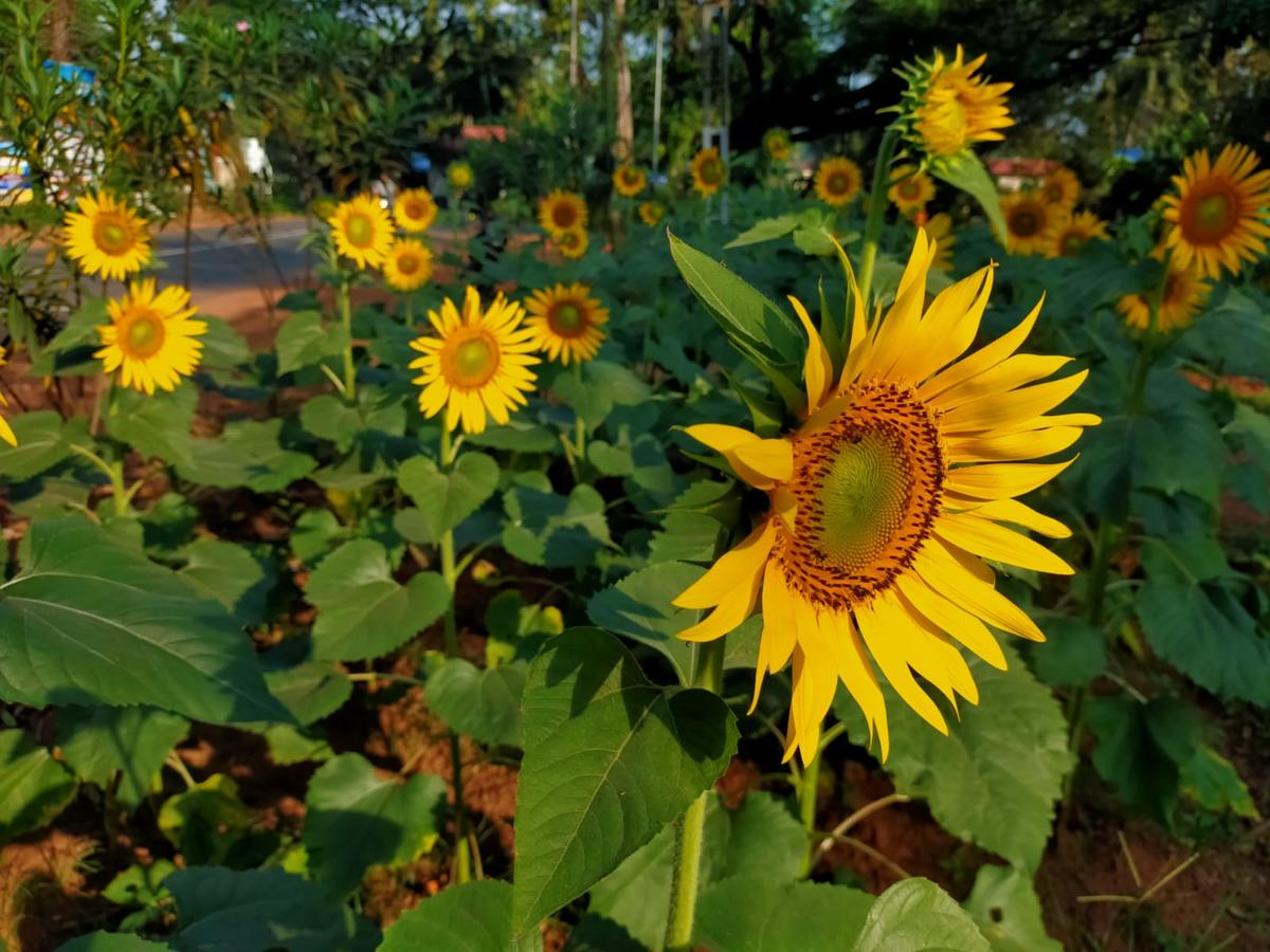 Kerala’s date with sunflower cultivation The Hindu