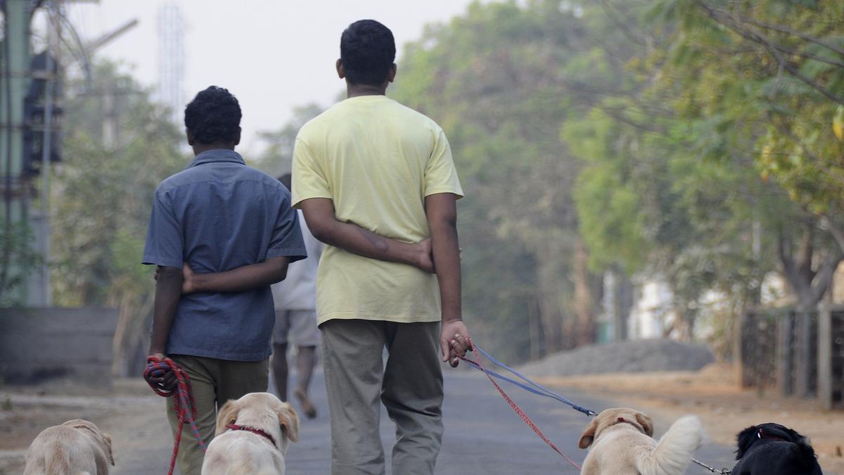 Chennai Rottweiler attack | Pet licence, anti-rabies vaccine certificate mandatory for taking dogs for walks in public places: Chennai Corporation