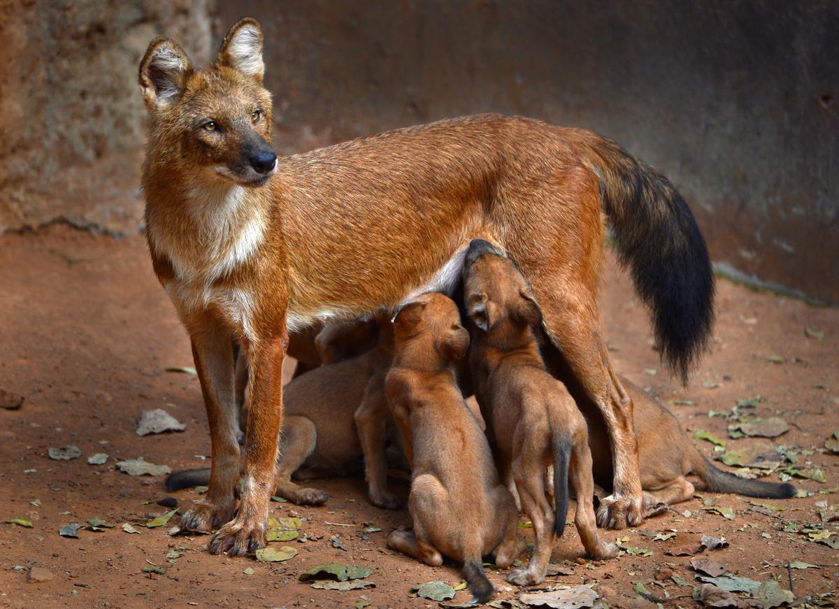 A wild dog with the fresh litter at Indira Gandhi Zoological Park in Visakhapatnam. A wild dog with the fresh litter at Indira Gandhi Zoological Park in Visakhapatnam.