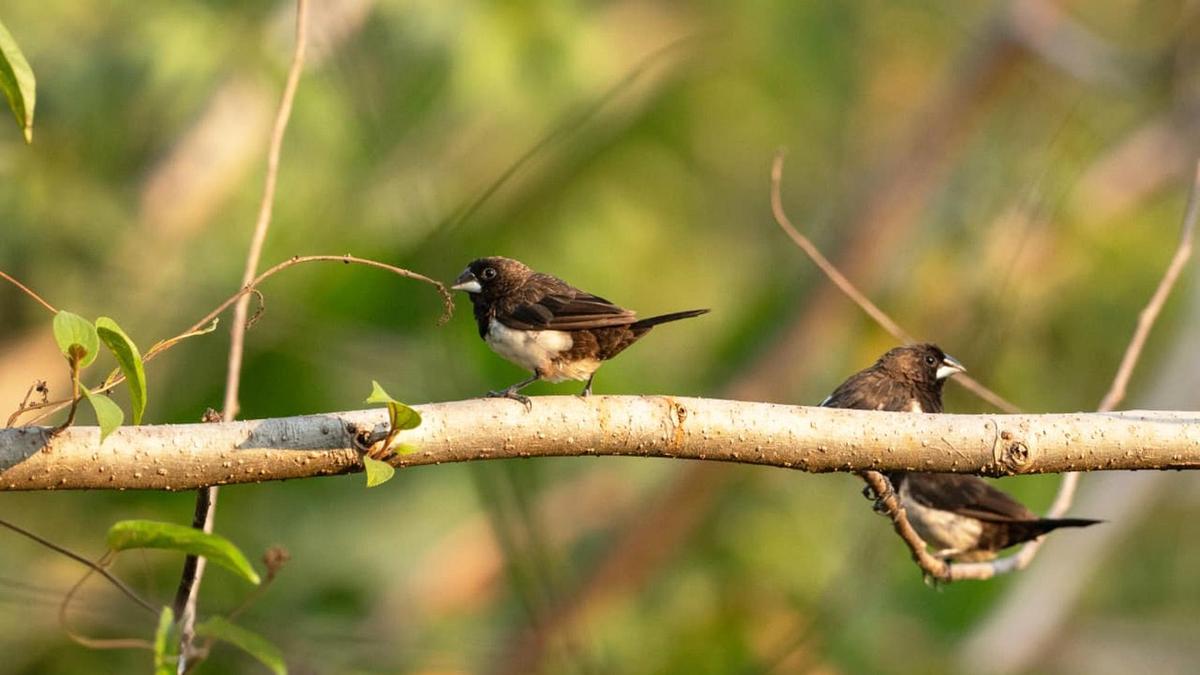 Avians of Mangaluru | Campus Bird Count 2026