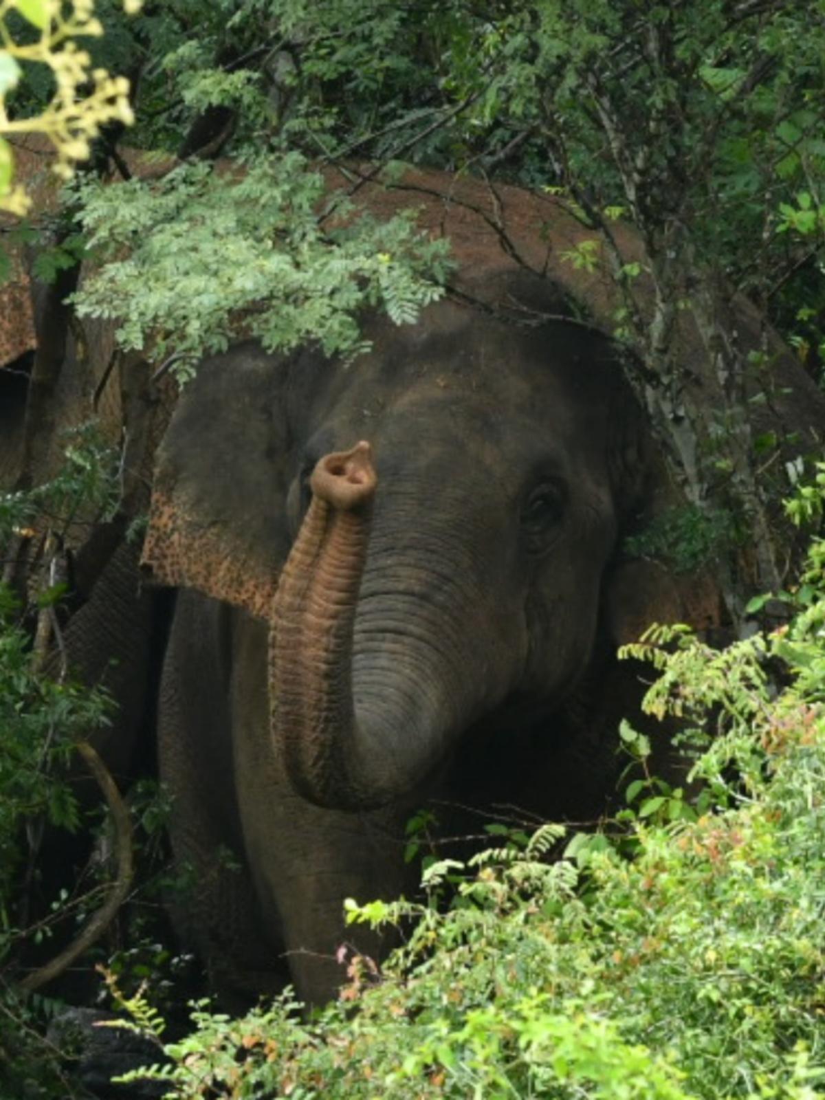 One killed, two injured after elephant brings down house while trying to find food&nbsp;in Coimbatore