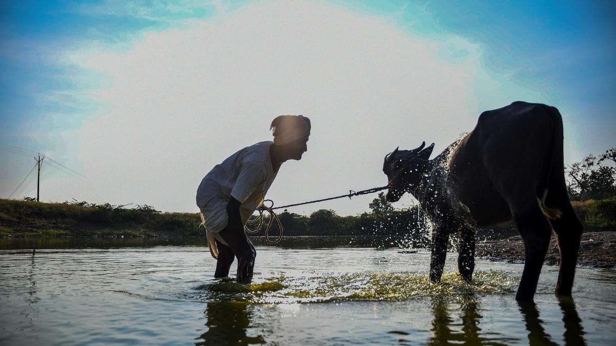 Maharashtra government declares desi cows 'Rajyamata-Gomata'