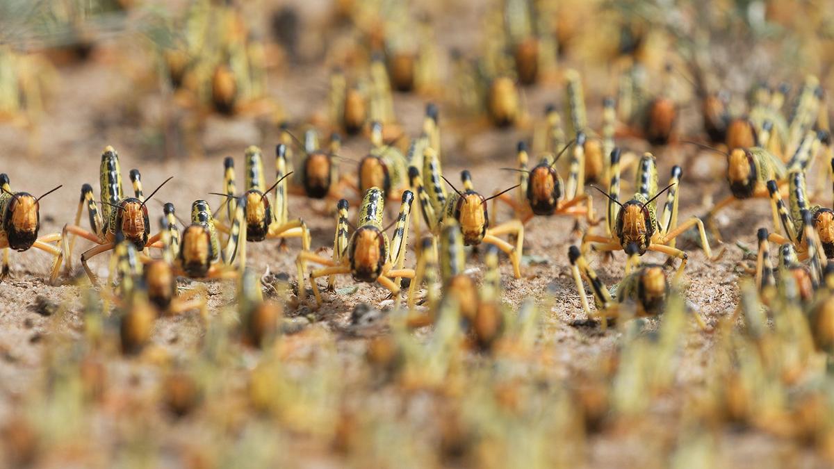 Abnormally high rainfall in dry parts of Africa due to climate change has caused desert locust populations to explode Abnormally high rainfall in dry parts of Africa due to climate change has caused desert locust populations to explode