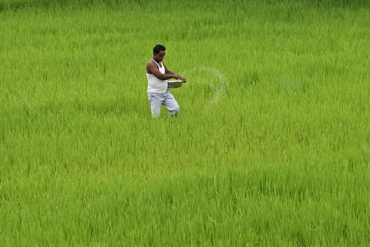 A farmer sprinkles pesticides at his rice crop in Katihar district of Bihar on Wednesday. The verdant landscape hides a host of issues.