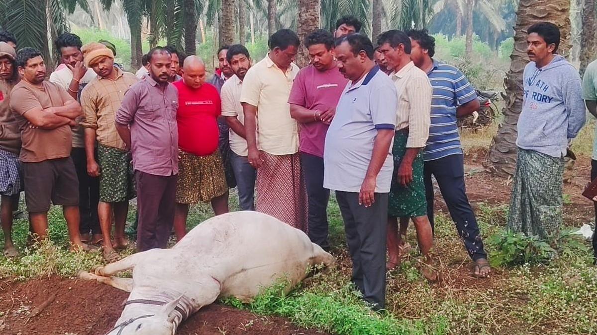 Experts prepare to tranquilise tiger after second cattle kill