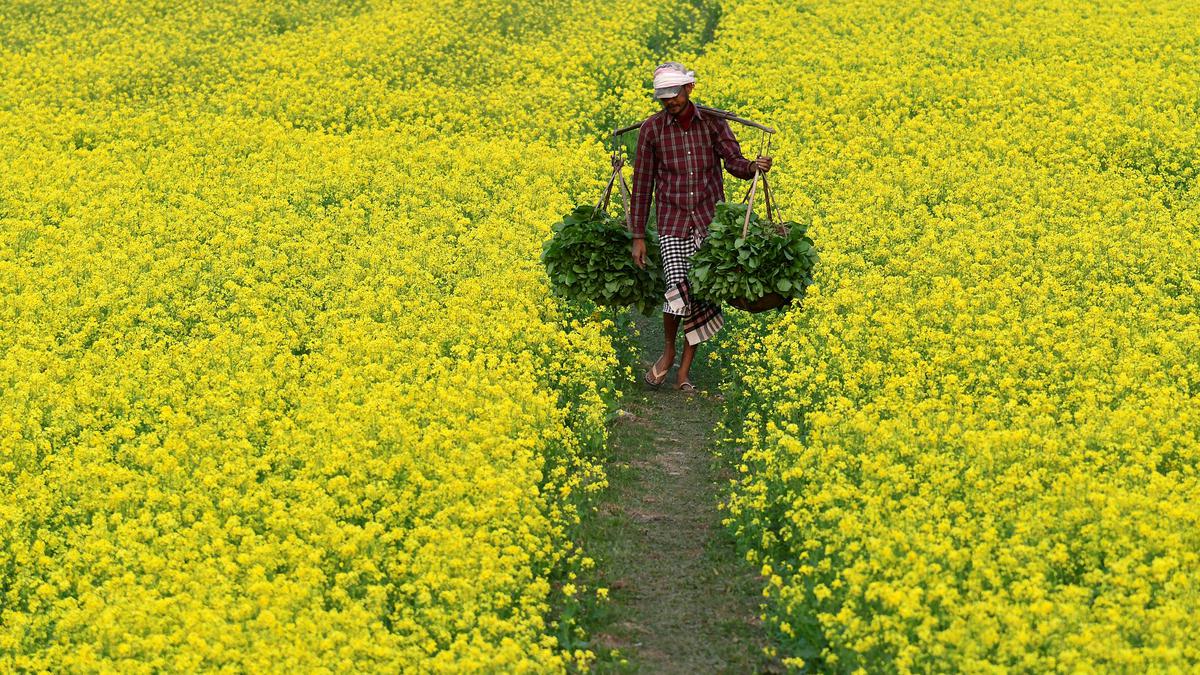 Centre rebuts claims that statutory regulations were violated during GM mustard approval