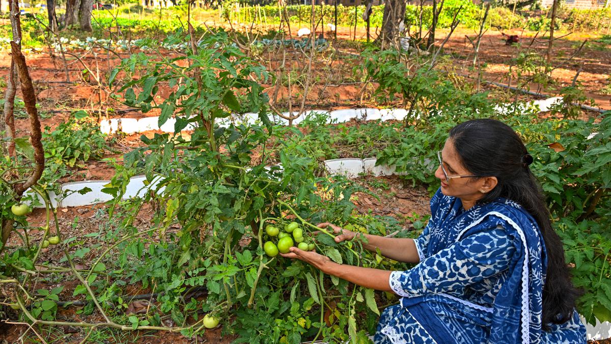 A natural farm from wasteland at Andhra University in Visakhapatnam