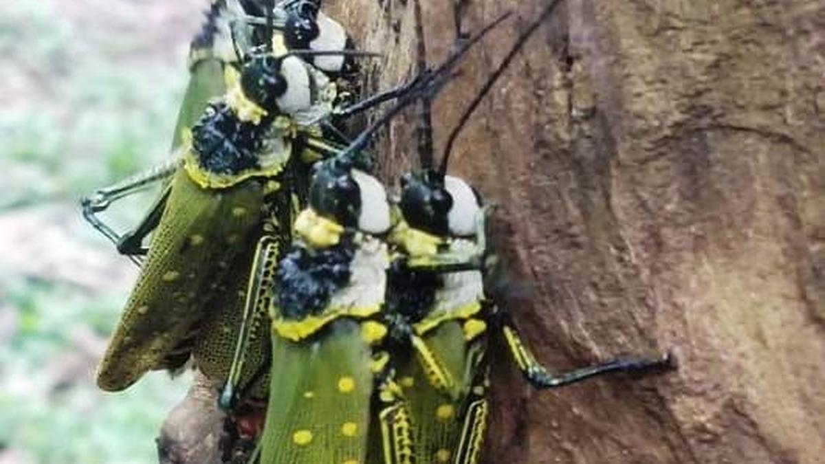 After snails, farmers in Idukki battling locust infestation; experts