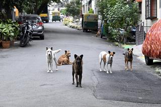 Kalaburagi DC directs permanent relocation of dogs from school and hospital  premises - The Hindu
