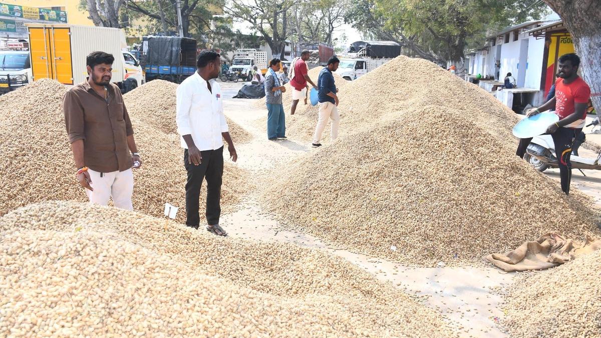 Groundnut fetches record ₹11,099 per quintal at Yadgir APMC market