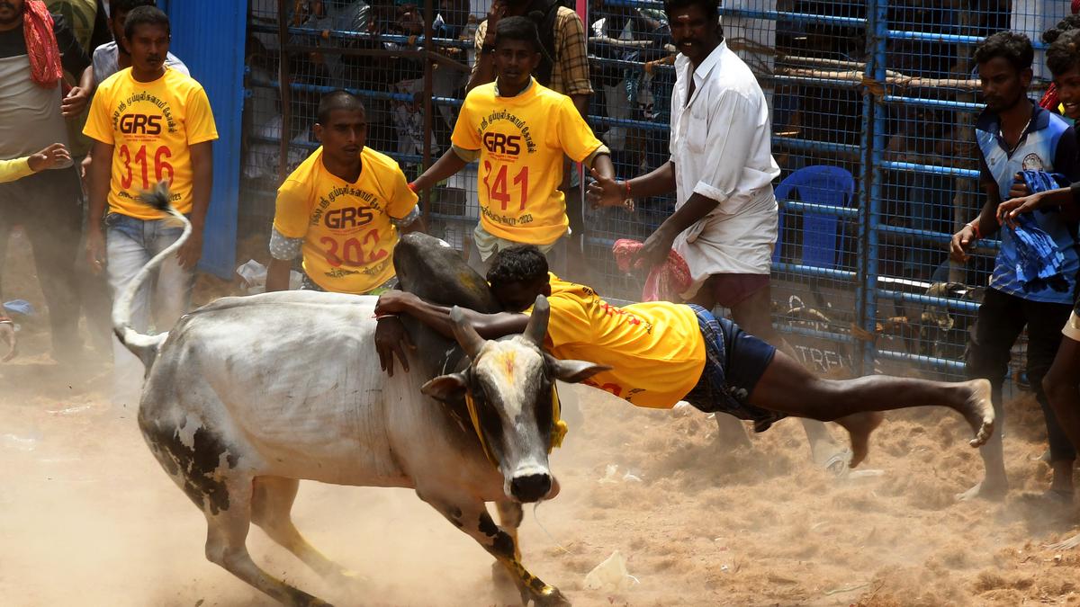 Supreme Court upholds laws allowing Jallikattu, Kambala