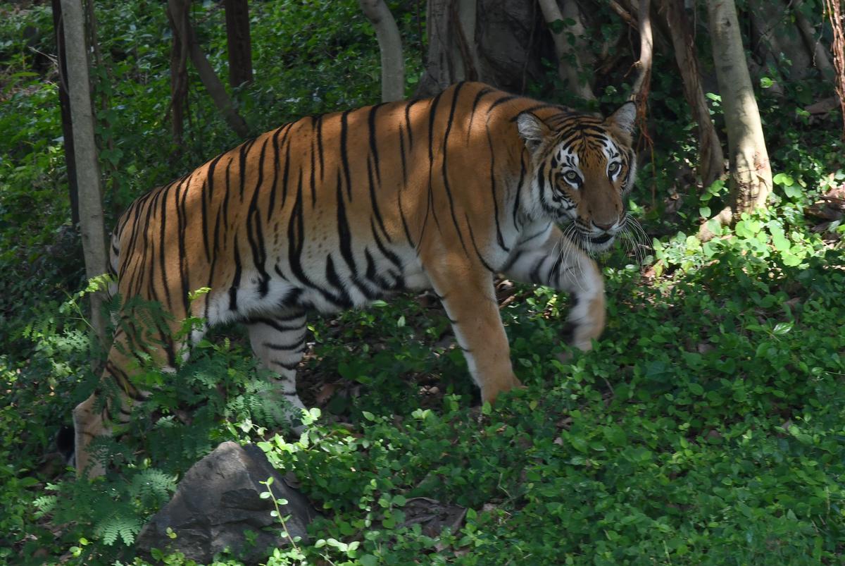 Heavy rush at Vandalur zoo, daily footfall touches 17,000 - The Hindu