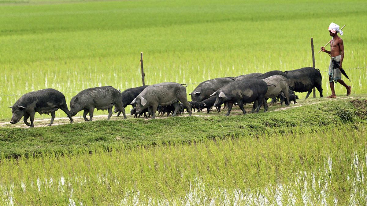 Assam bans use of gestation, farrowing crates in pig farming