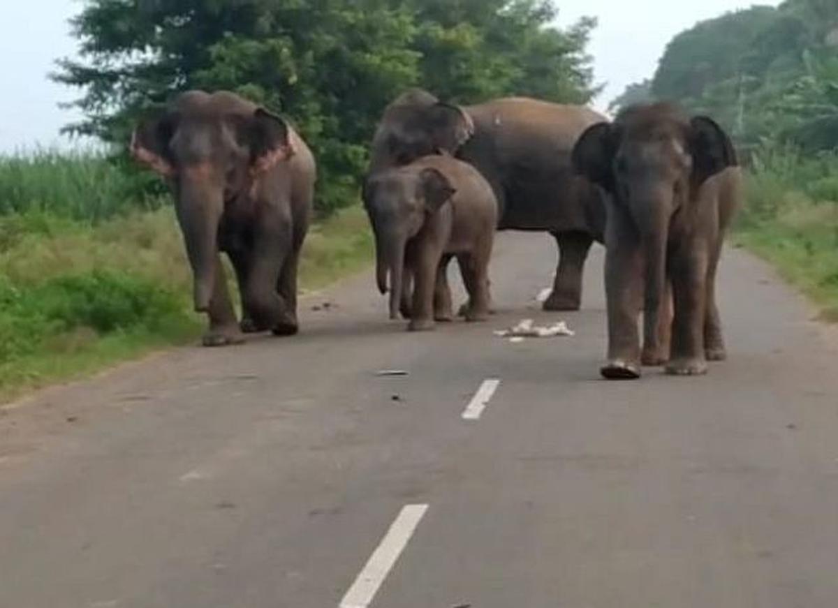 Man killed in elephant attack in A.P.’s Parvatipuram-Manyam district