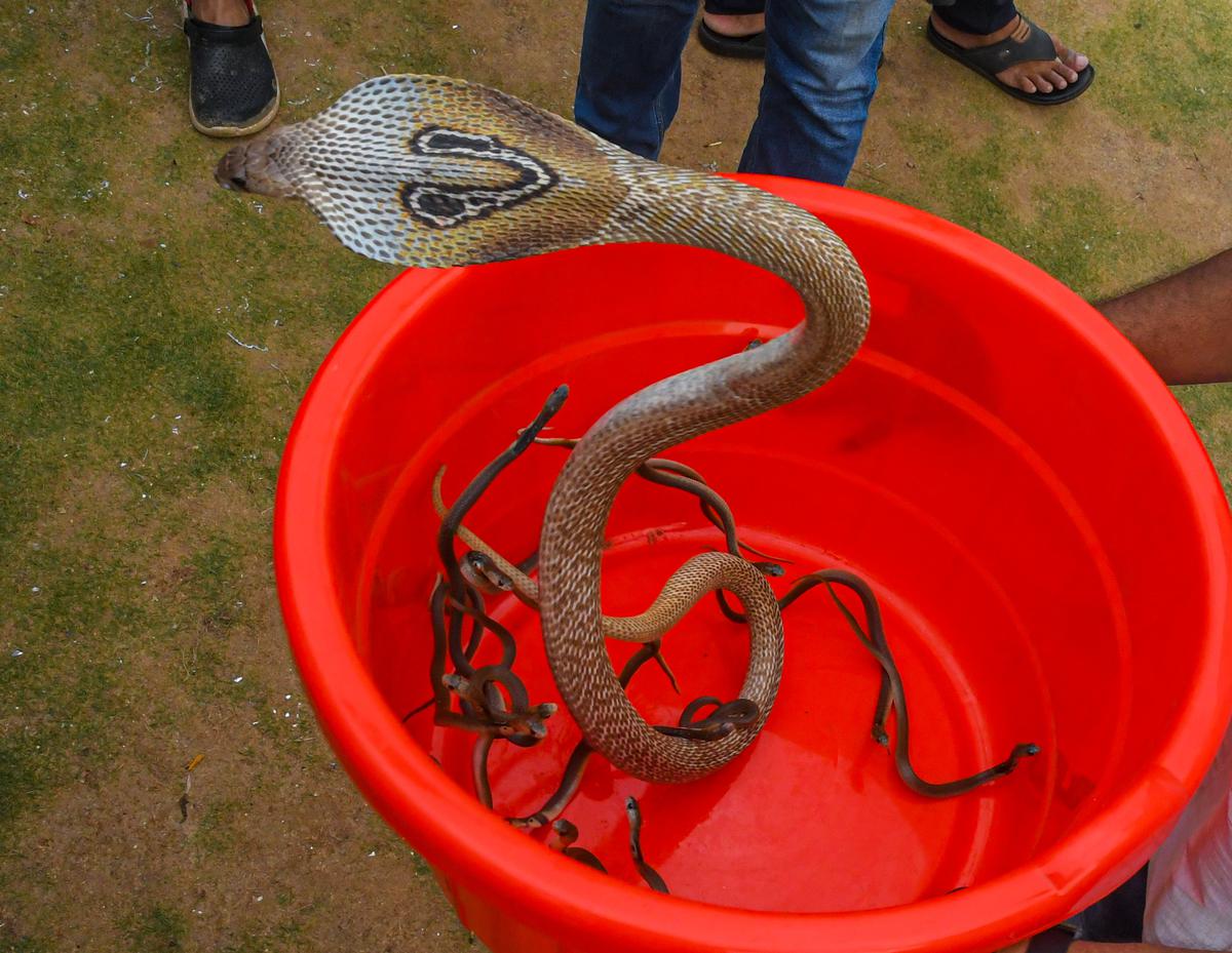 Deadly venomous King cobra is not a true cobra! 