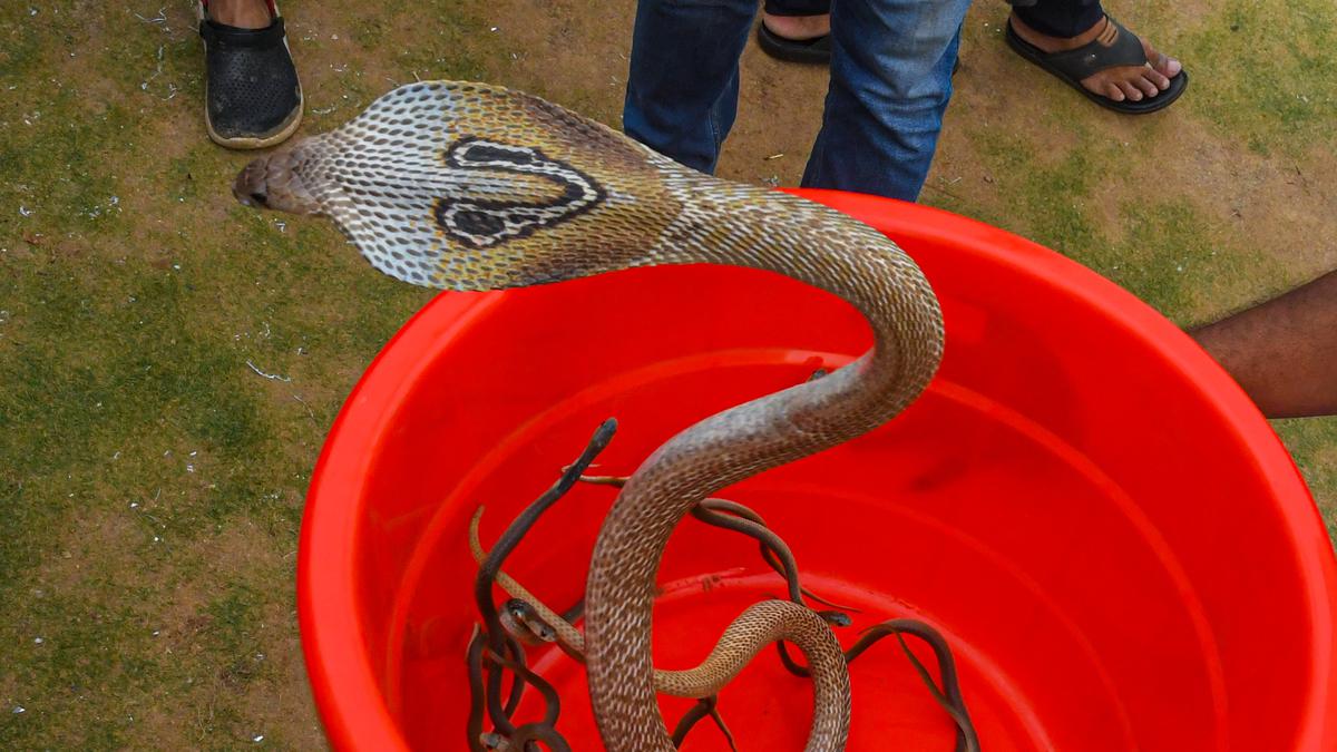 Cobra swallows entire snake in road 