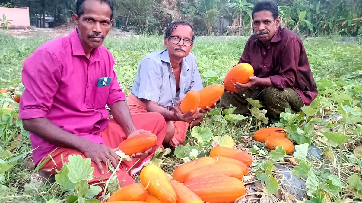 ‘Kani vellari’ harvest begins in Kanjikuzhy