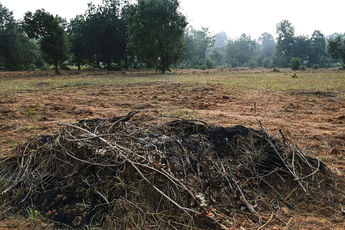 Kodo millet crop bundles that were burnt by forest officials after the death of 10 elephants.
