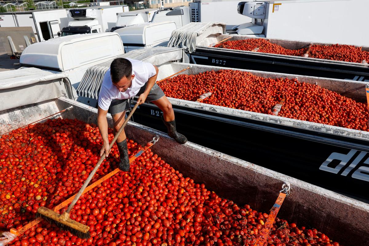 2024 08 27T110955Z 1031048414 RC29O9A0OBA3 RTRMADP 3 SPAIN CULTURE TOMATO FIGHT