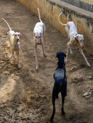 Mudhol hounds Chandra and Kala safeguard sandalwood trees in Shikaripura  forests - The Hindu