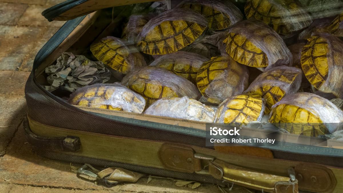 Wildlife crime thrives in least forested Punjab Wildlife crime thrives in least forested Punjab