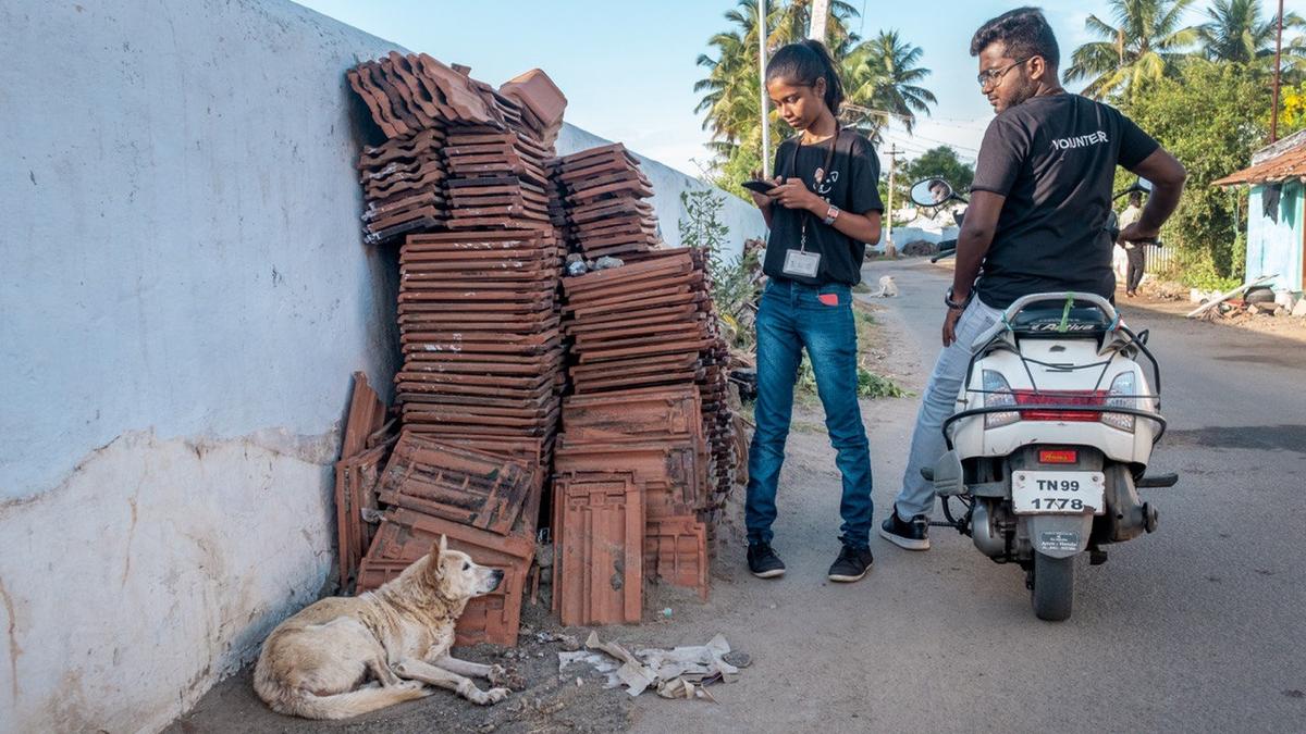 Coimbatore city has over one lakh stray dogs, says survey
