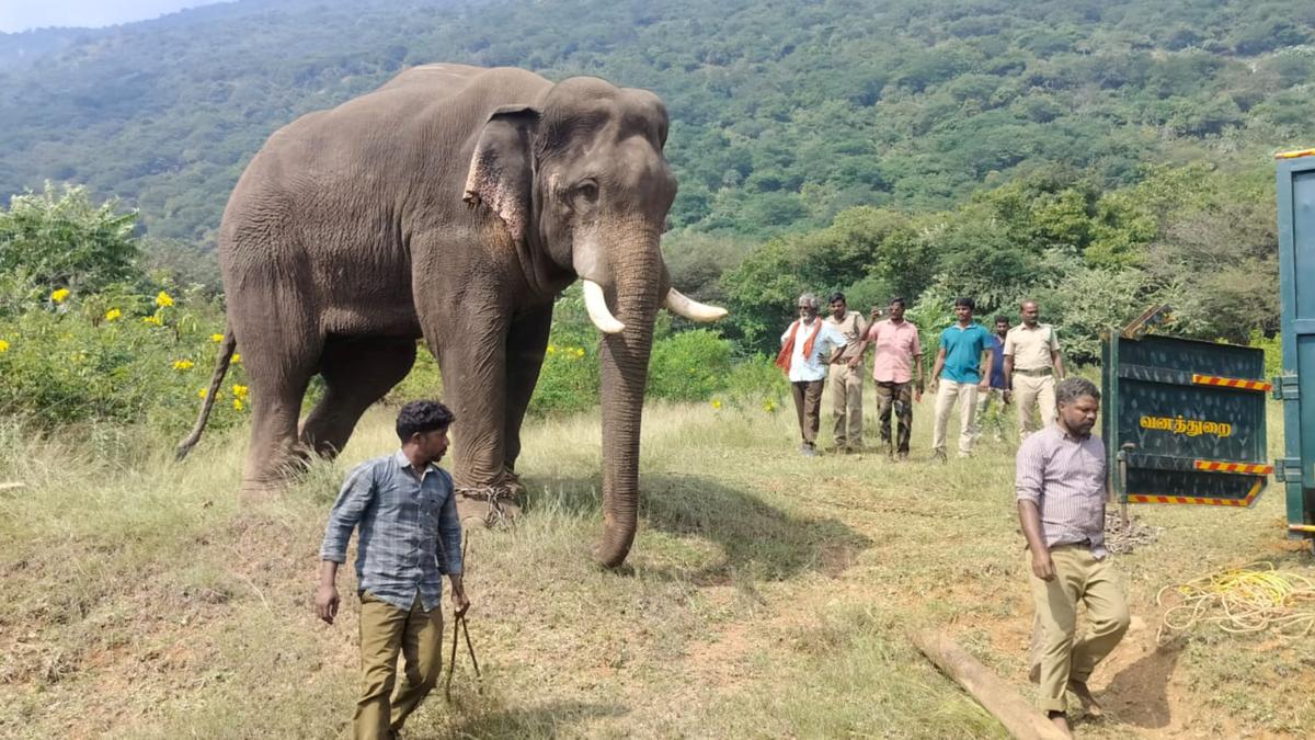 Kumkis to chase wild elephants back into forest