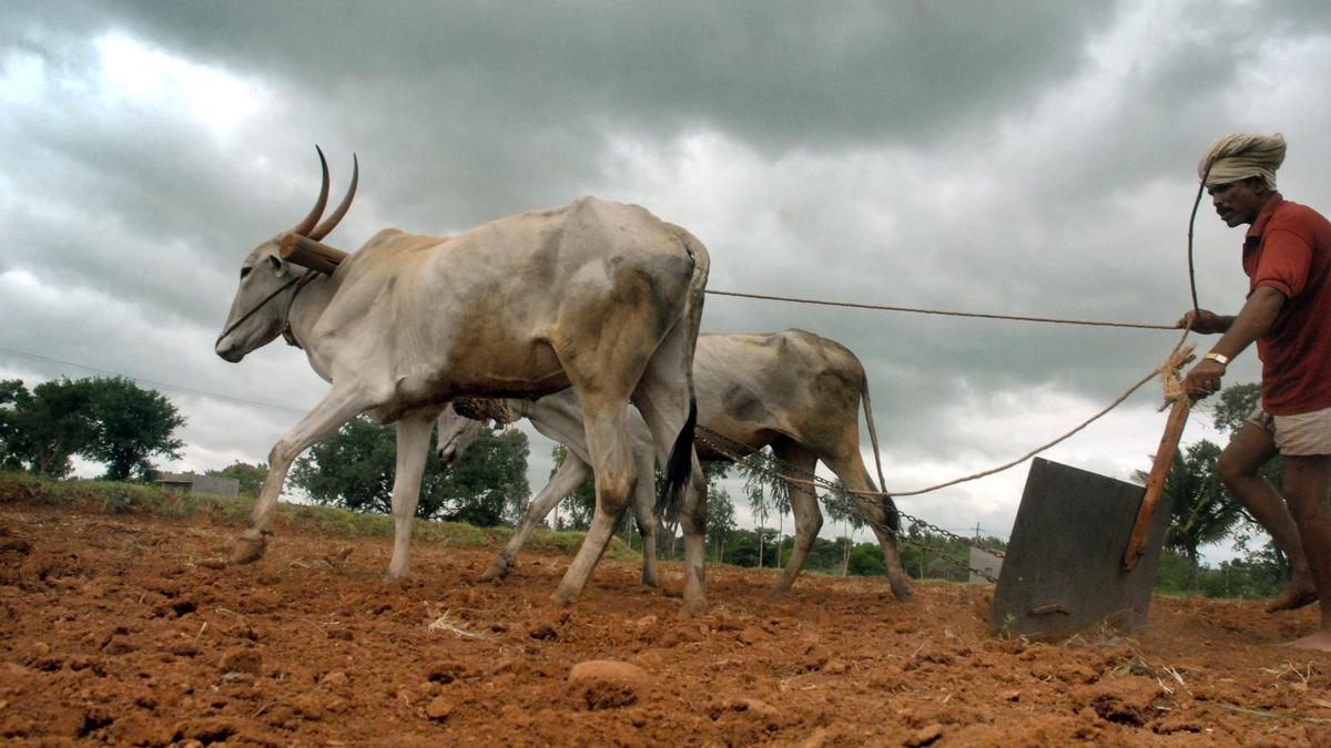 Spectre of drought haunts farmers in Mysuru belt as monsoon plays truant