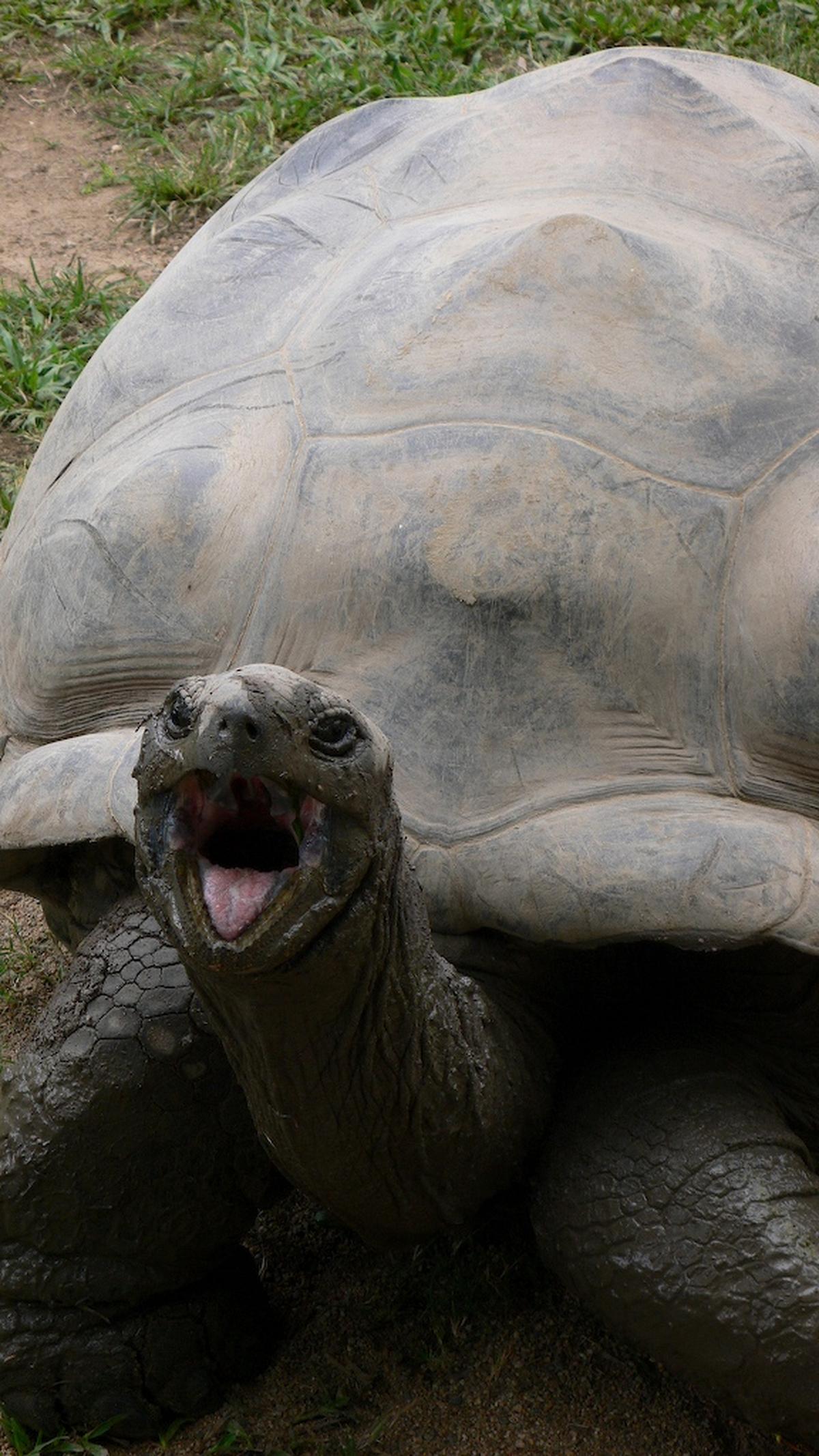 Discover the secrets of negligible senescence in tortoises and turtles ...