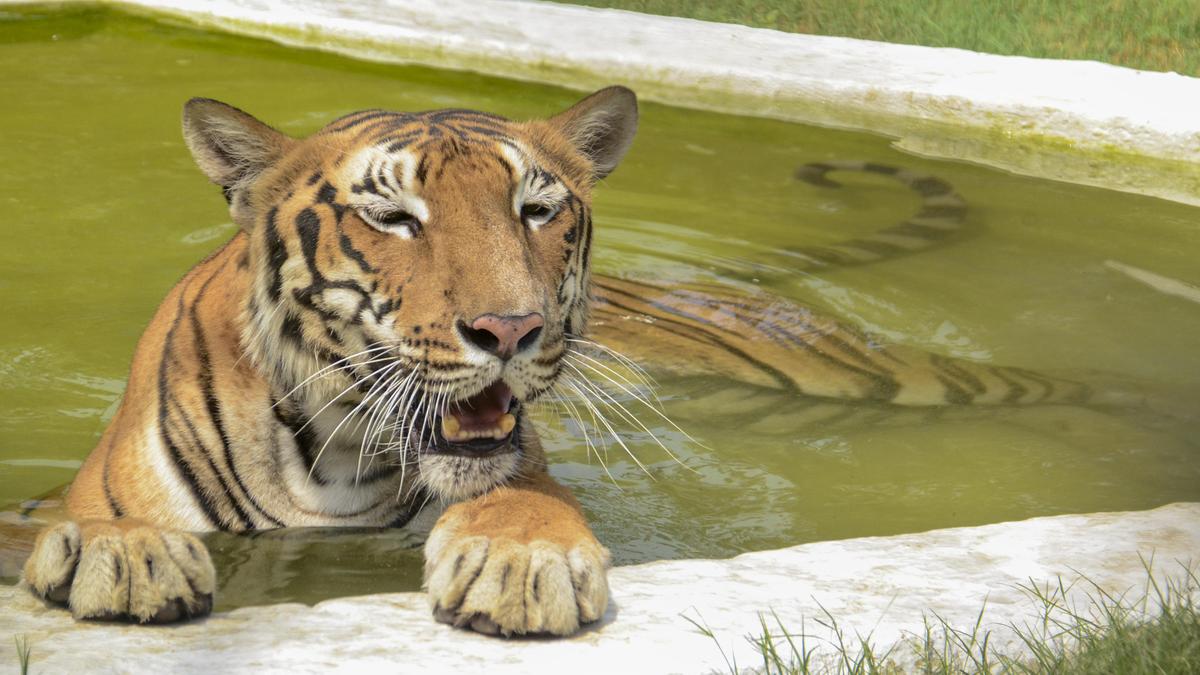 China may not join alliance on conservation of big cats