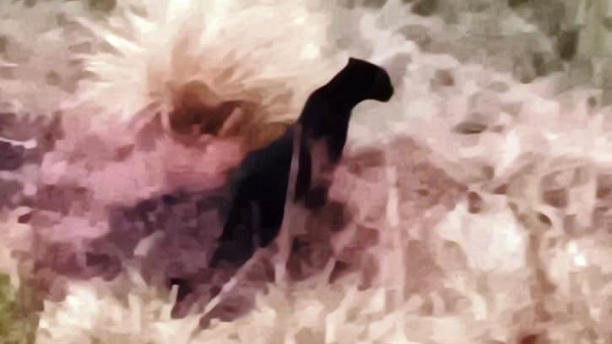 Black panther makes an appearance in Munnar again