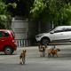 BBMP launches pilot project to feed stray dogs in Bengaluru 2 Stray dogs 04