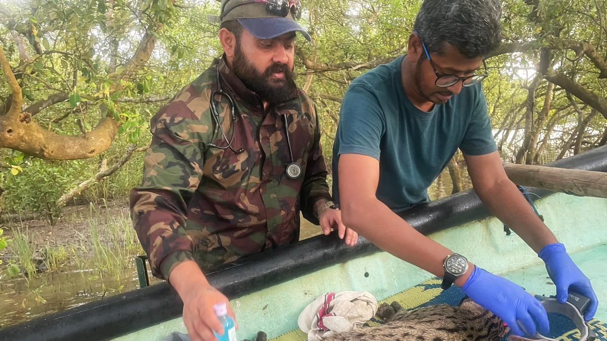 In a first, WII experts collar three fishing cats in Coringa Wildlife Sanctuary in Andhra Pradesh