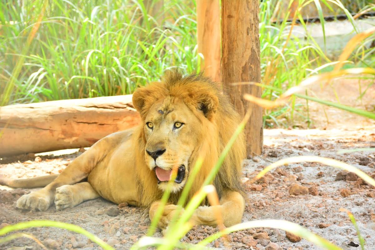 Lion spotted in the Tyavarekoppa Tiger and Lion Safari.