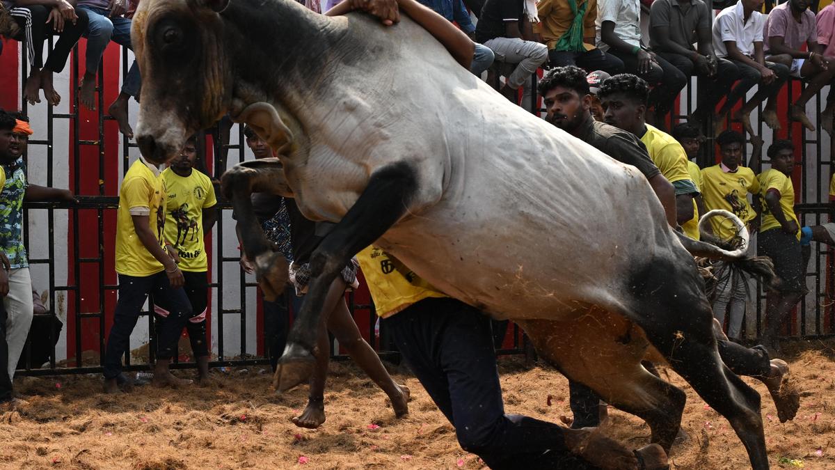 64 injured in the year&rsquo;s first jallikattu at Suriyur in Tiruchi district