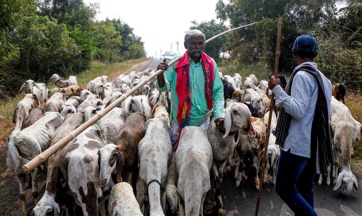 Residents of Tikondi village eke out a living by looking after a herd of goats at Jat taluka in Sangli.