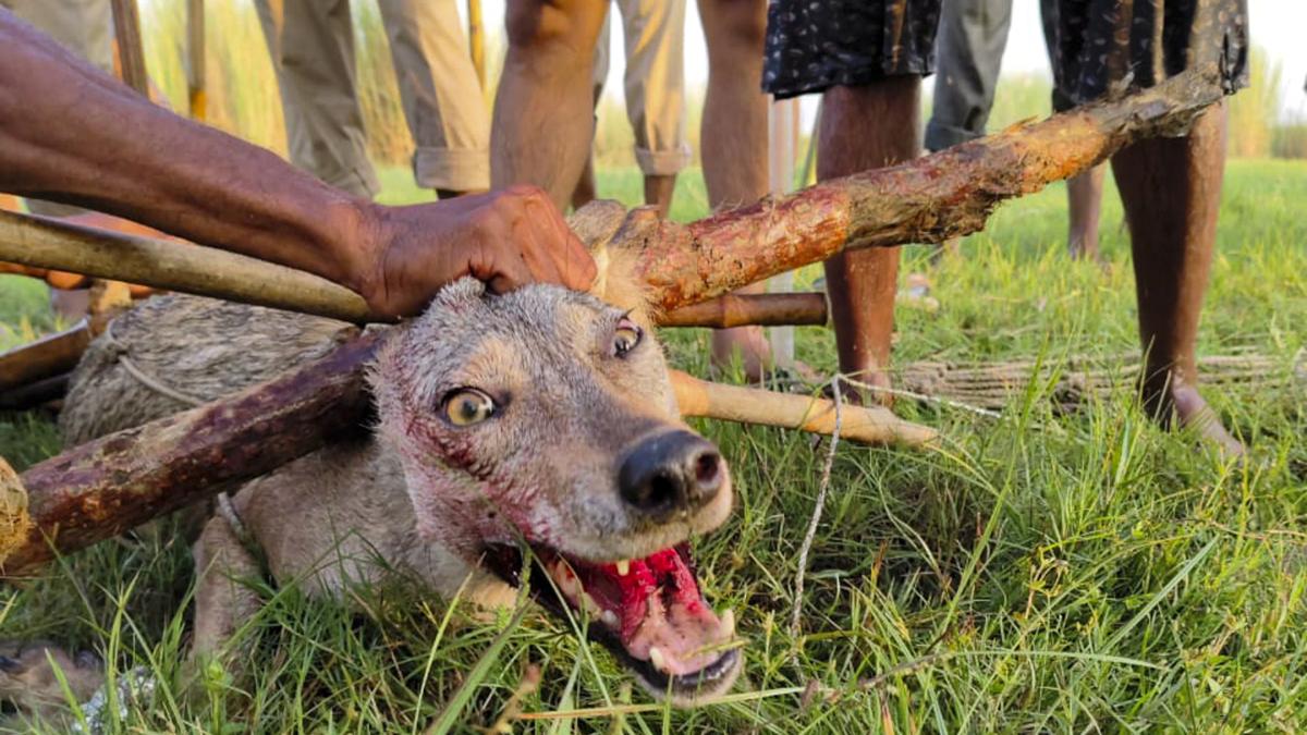 Fresh wolf pack sighting causes panic among locals of Uttar Pradesh’s Bahraich