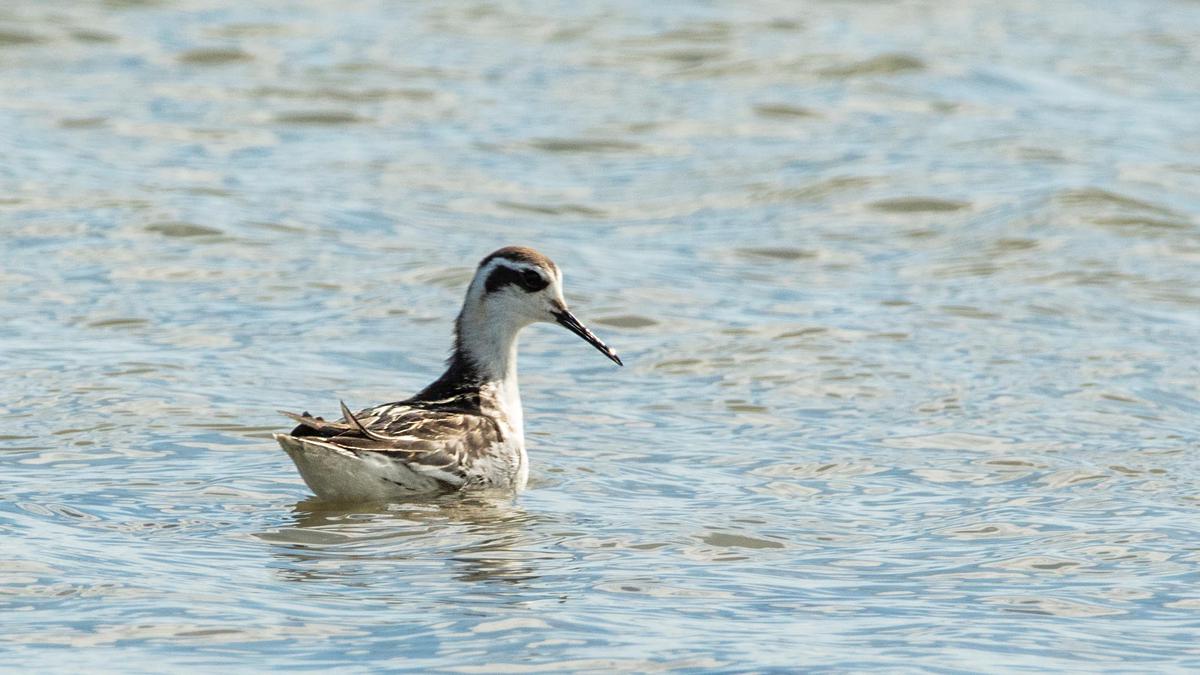 Shore bird from Arctic region makes a stopover in urban water body in Coimbatore