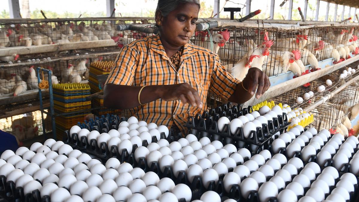Egg procurement price touches ₹5.90 for the first time in Namakkal