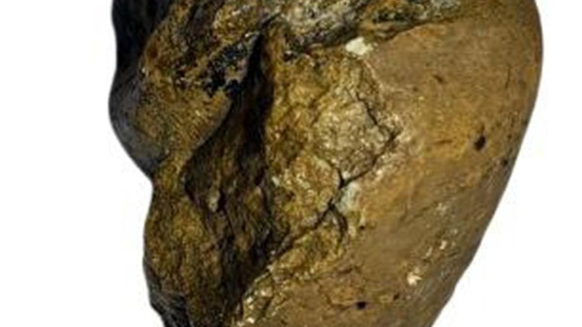 Noida man held for stealing 50 million-year-old fossil from trade fair