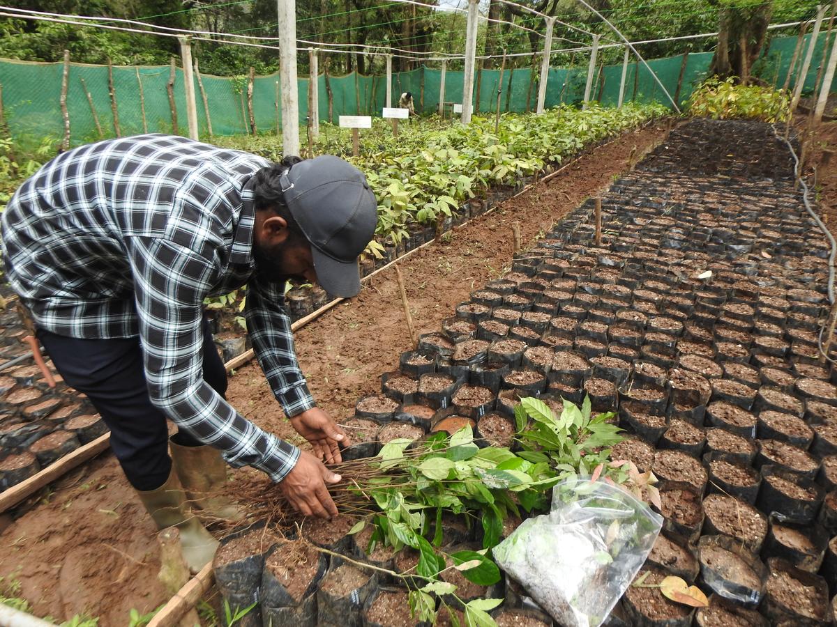 Seedlings of multiple native tree species rescued from coffee agroforests prior to replanting at a restoration nursery.