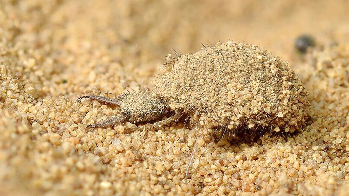 Explained: The secret life of antlions