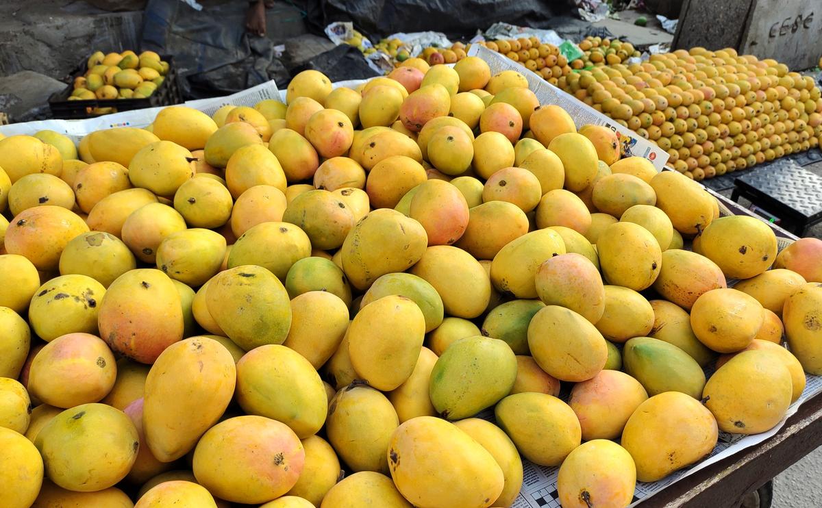 
Searing heat, a prolonged period of dry weather and deficient moisture in soil have affected the mango yield this year.  