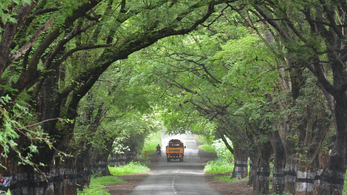 The tree-cover on Anamalai - Sethumadai Road near Pollachi 